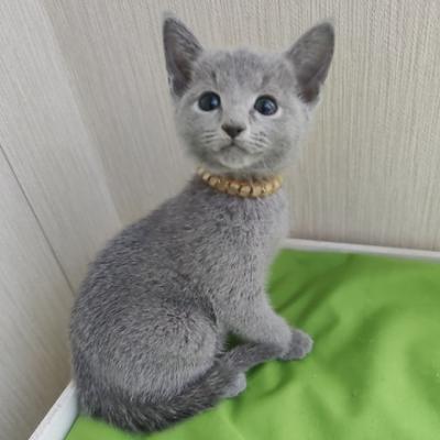 Russian Blue kittens - Berlin Cats, Kittens