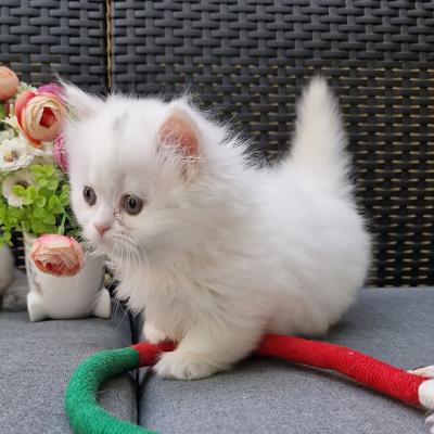 munchkin kittens - Berlin Cats, Kittens