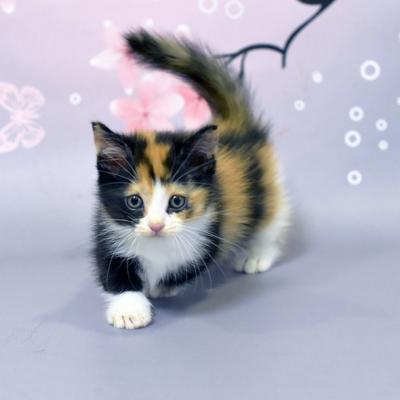 munchkin kittens - Berlin Cats, Kittens