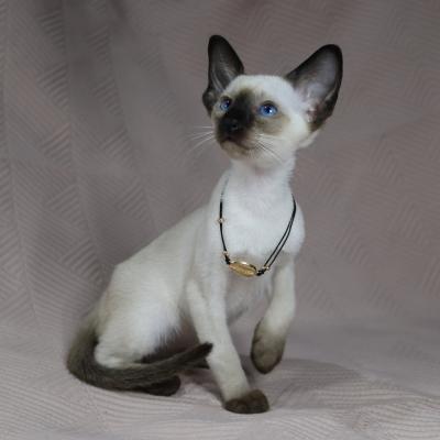 Siamese kittens - Berlin Cats, Kittens