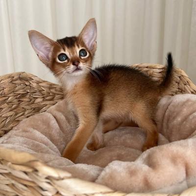 Abyssinian kittens - Berlin Cats, Kittens