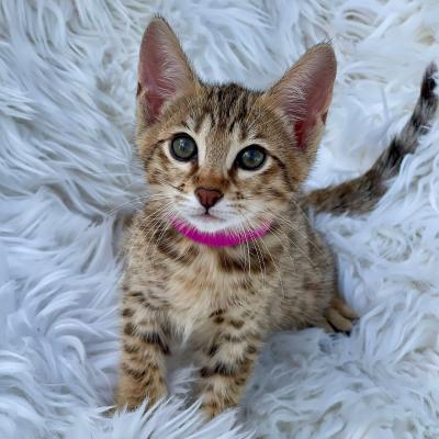 Savannah kittens - Berlin Cats, Kittens