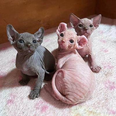 Sphynx Kittens - Berlin Cats, Kittens