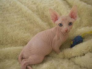 Sphynx Kittens - Berlin Cats, Kittens