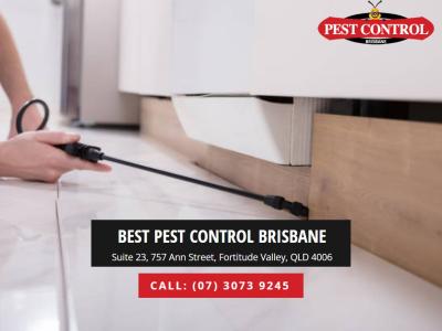 Brisbane Termite Extermination: Safe, Lasting Solutions Explained