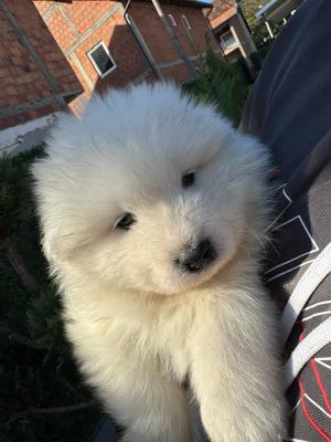 Samojedenwelpen - Vienna Dogs, Puppies