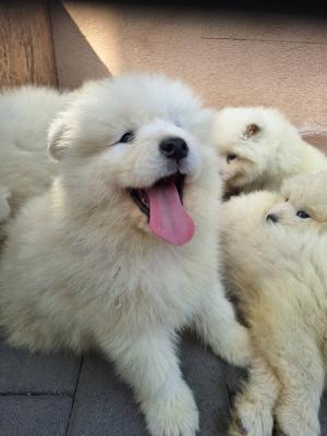 Samojedenwelpen - Vienna Dogs, Puppies