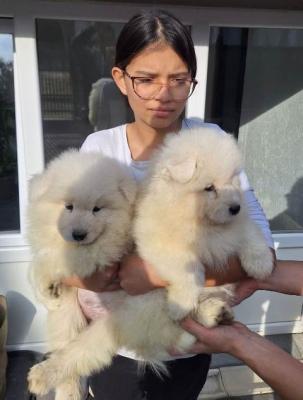 Samojedenwelpen - Vienna Dogs, Puppies