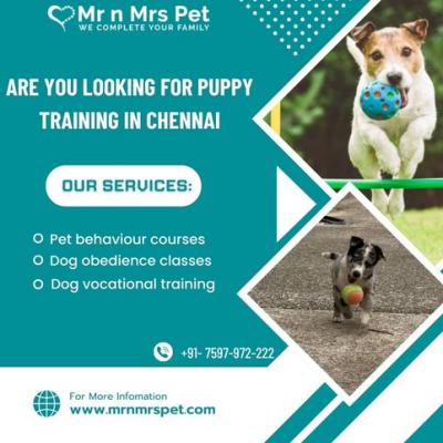 Professional Puppy Training in Chennai - Other Other