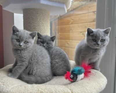 british shorthair kittens - Manila Cats, Kittens