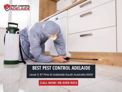 Pest Control West End: Trusted Experts for Your Local Pest Needs