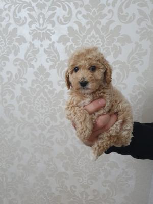 Mini poodles - Vienna Dogs, Puppies