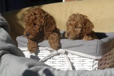 Red Toy Poodle - Vienna Dogs, Puppies