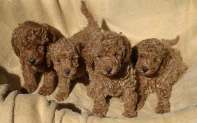 Red Toy Poodle - Vienna Dogs, Puppies