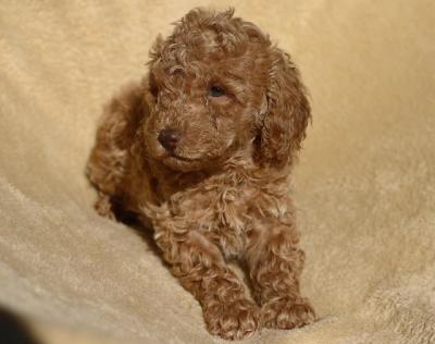 Red Toy Poodle - Vienna Dogs, Puppies