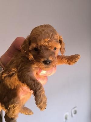 Apricot miniature poodle - Vienna Dogs, Puppies