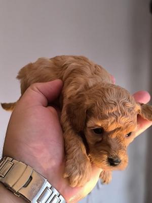 Apricot miniature poodle - Vienna Dogs, Puppies