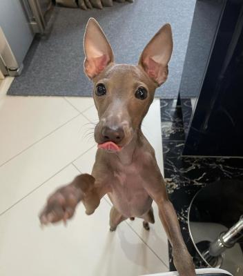  Italian Greyhound puppies