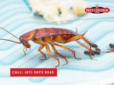 Affordable Commercial Pest Solutions! - Brisbane Other