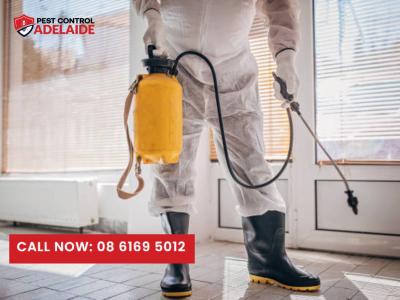 Expert Termite Exterminator Services in Adelaide