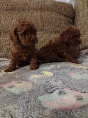 Red toy poodle, females - Vienna Dogs, Puppies