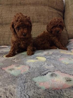 Red toy poodle, females - Vienna Dogs, Puppies