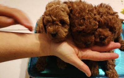 Red toy poodle, females - Vienna Dogs, Puppies