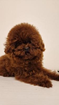 Red toy poodle, females - Vienna Dogs, Puppies