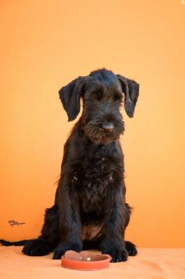 Large Black Schnauzer - Vienna Dogs, Puppies