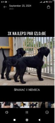 Large Black Schnauzer - Vienna Dogs, Puppies