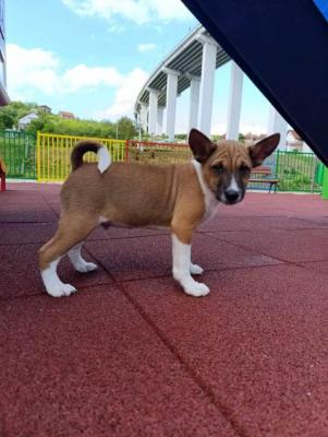 Basenji-Welpen - Vienna Dogs, Puppies