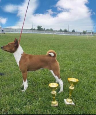 Basenji-Welpen - Vienna Dogs, Puppies