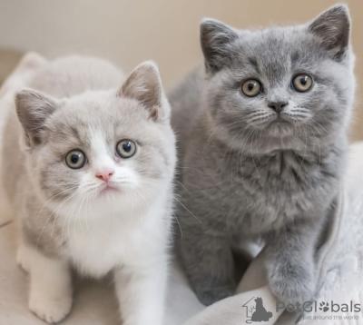 British Shorthair kittens - Leipzig Cats, Kittens