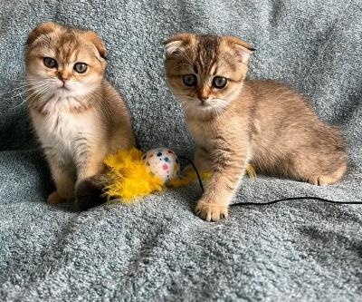 Scottish fold kittens - Leipzig Cats, Kittens