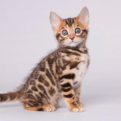 Bengal kittens - Leverkusen Cats, Kittens