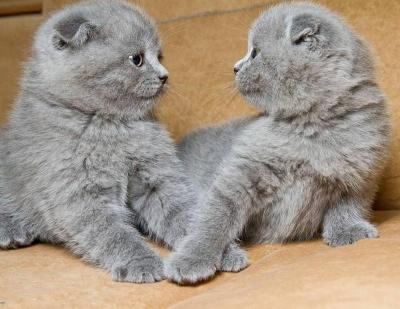 Scottish fold kittens - Bremen Cats, Kittens