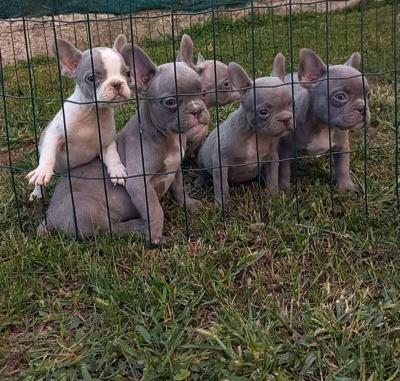 French bulldog puppies - Vienna Dogs, Puppies