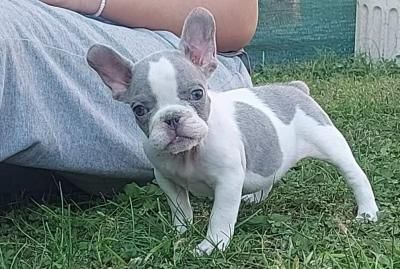 French bulldog puppies - Vienna Dogs, Puppies