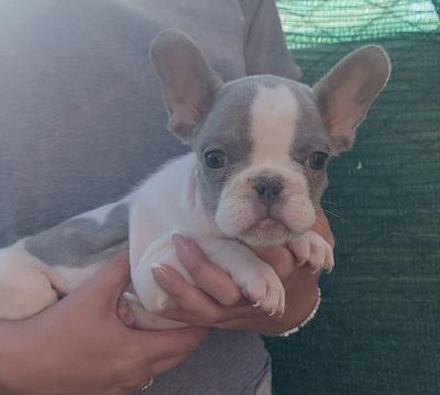 French bulldog puppies - Vienna Dogs, Puppies