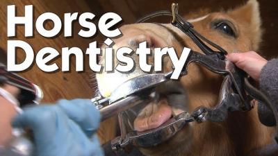 Equine Dental Equipment