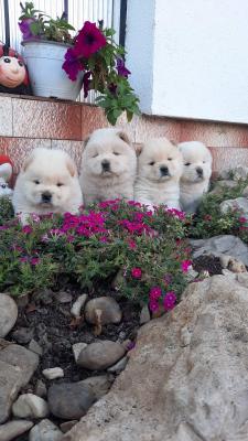 Chow chow chow chow - Vienna Dogs, Puppies