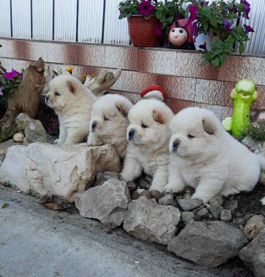 Chow chow chow chow - Vienna Dogs, Puppies