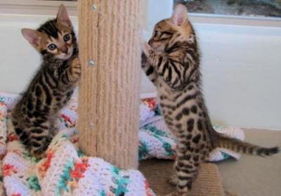 Bengal kittens - Potsdam Cats, Kittens