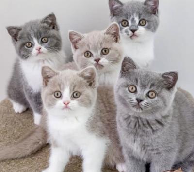 British Shorthair kittens - Potsdam Cats, Kittens