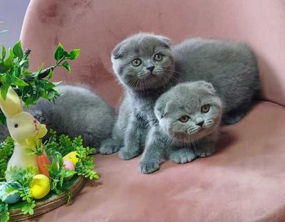 Scottish fold kittens - Potsdam Cats, Kittens