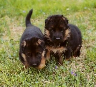 Long-Haired German Shepherd Puppies - Other Other