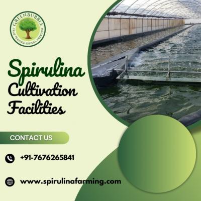 Spirulina Cultivation |  Sustainable Farming for Quality Spirulina