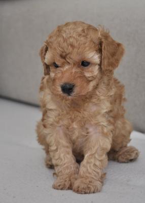 Mini poodles - Vienna Dogs, Puppies