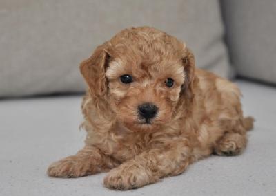 Mini poodles - Vienna Dogs, Puppies