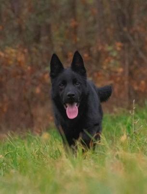 Weiblicher Deutscher Schäferhund - Zurich Dogs, Puppies